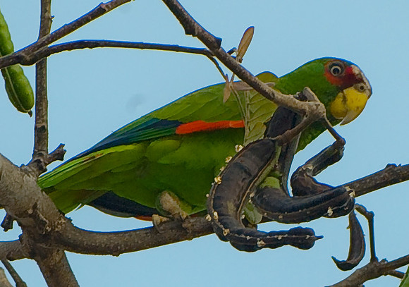 Mealy Parrot