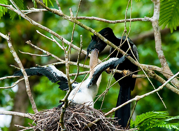 Anhinga feeding baby chick
