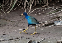 Purple Gallinule