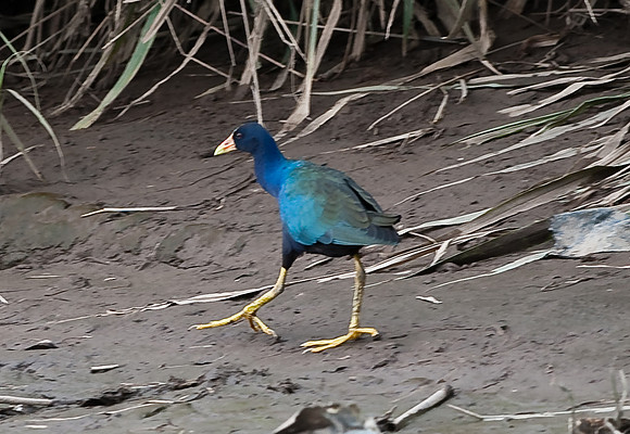 Purple Gallinule