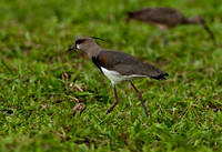 Lapwing