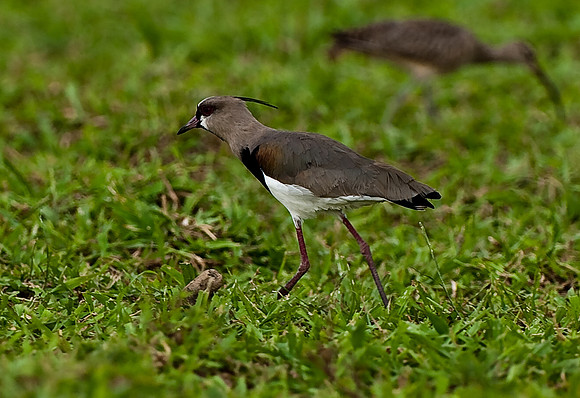 Lapwing