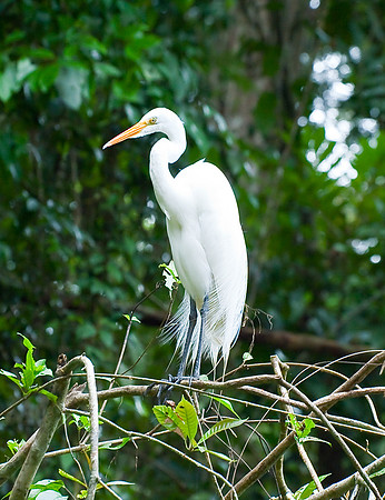 Snowy Egret
