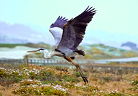Blue Heron Taking Flight