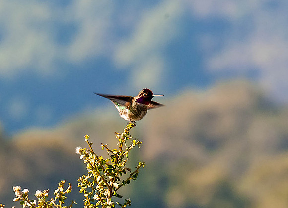 Rancho San Antonio