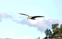 Brown Pelican