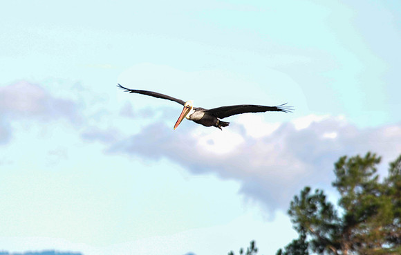 Brown Pelican