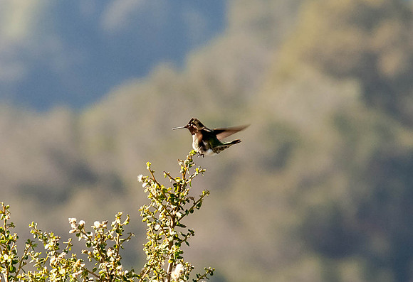 Rancho San Antonio