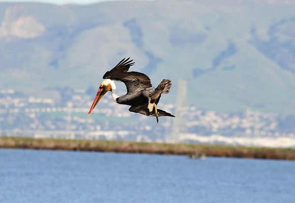 Brown Pelican