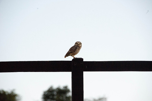 Burrowing Owl Brazil