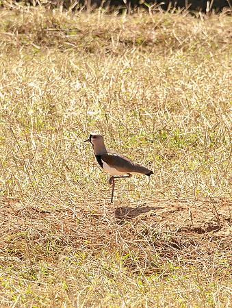 Southern Lapwing Brazil