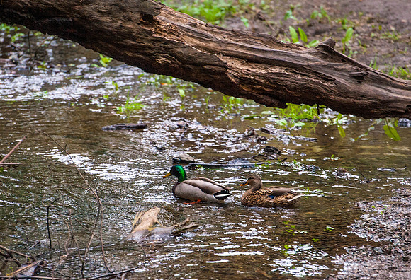 Male & Female Mallards