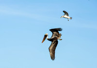Brown Pelican