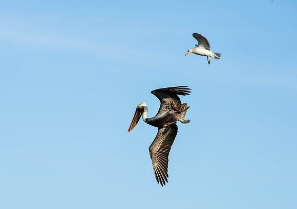 Brown Pelican