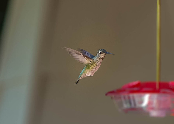 Anna's Humming Bird