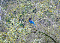 Steller's Jay