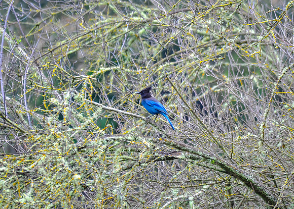 Steller's Jay