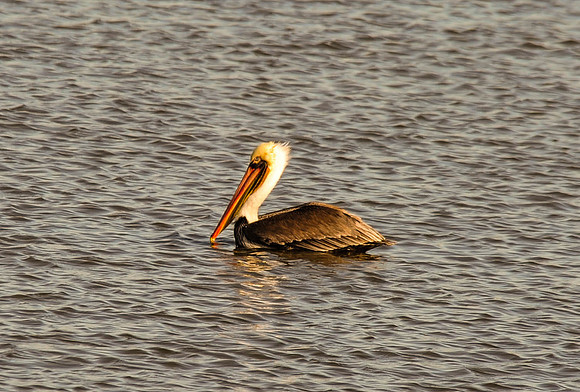 Brown Pelican