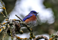 Western Bluebird