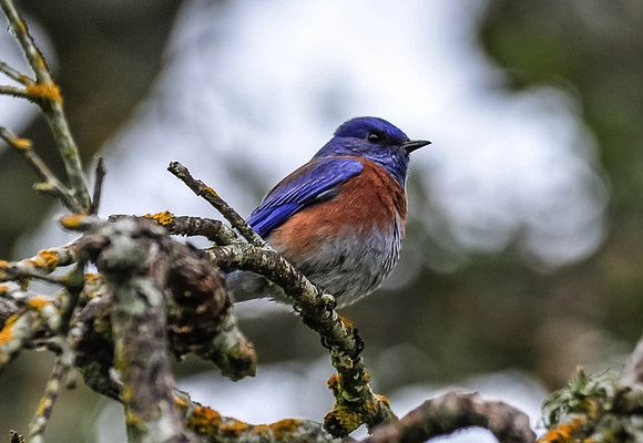 Western Bluebird