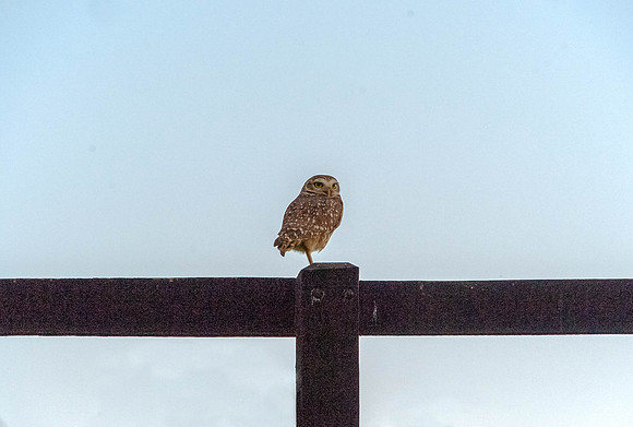 Burrowing Owl Brazil