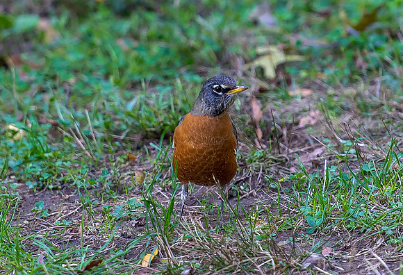 American Robin in Central Park