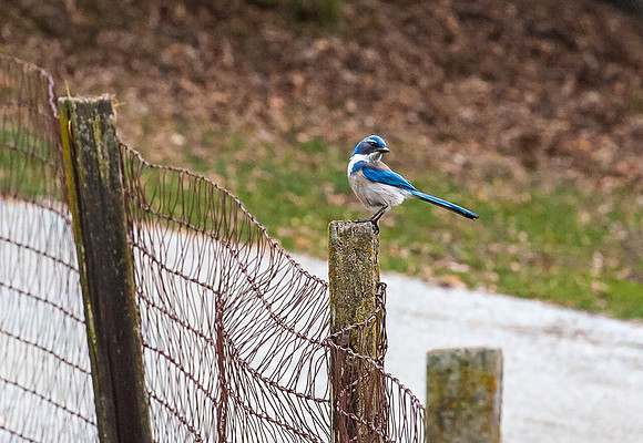 Western Scrub-jay
