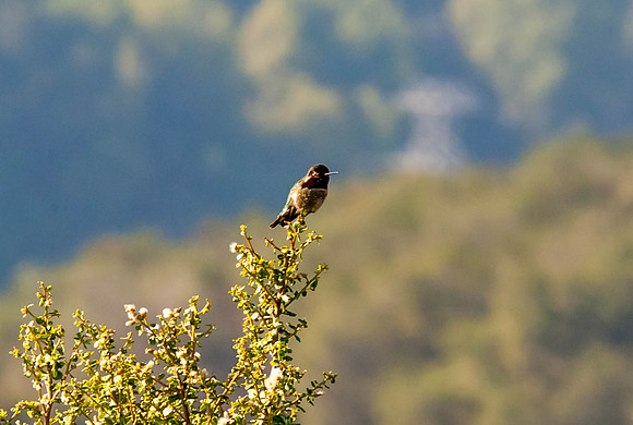 Rufous Hummingbird