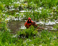 Cardinal in Central Park
