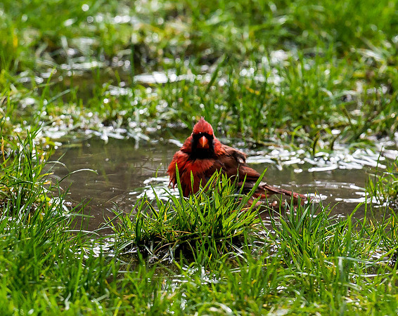 Cardinal in Central Park