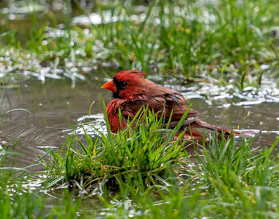 Cardinal in Central Park