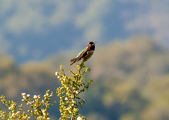 Rufous Hummingbird