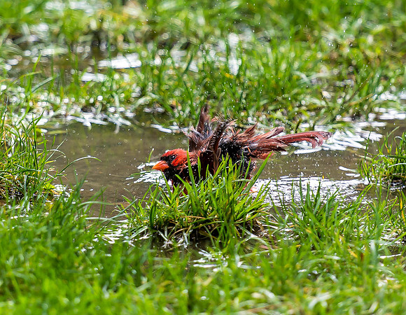 Cardinal in Central Park