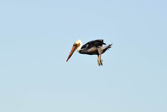 Diving for fish