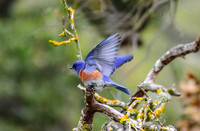 Western Bluebird