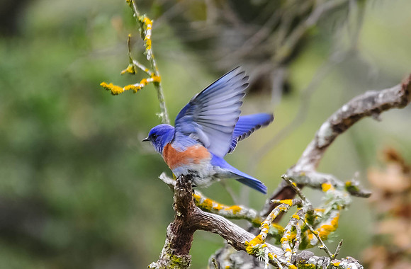 Western Bluebird