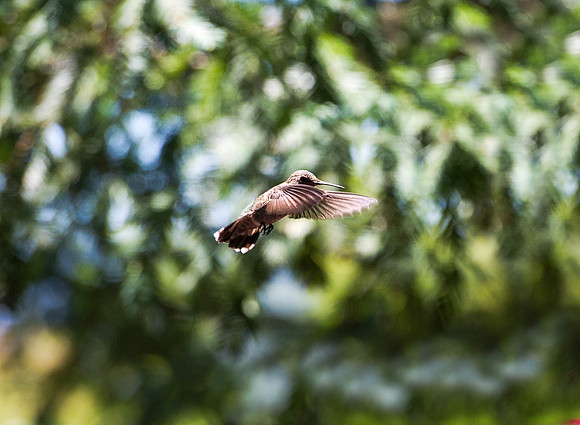 Anna's Humming Bird