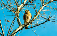 Red-Shouldered Hawk