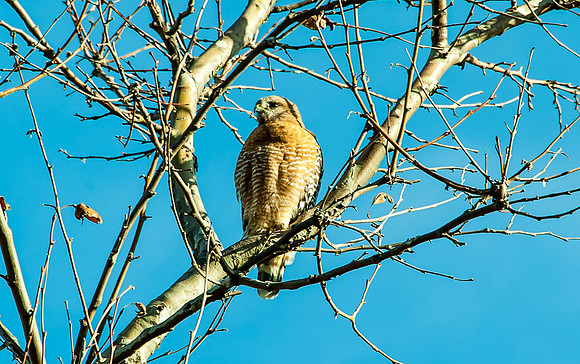 Red-Shouldered Hawk