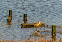 Long-billed Curlew