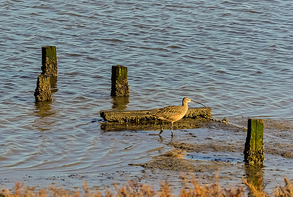 Long-billed Curlew