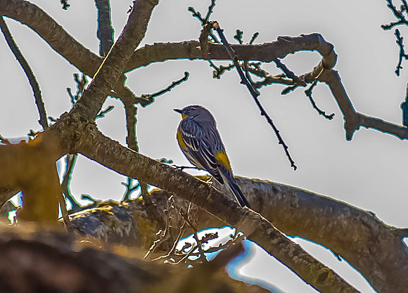 Audubon's Warbler