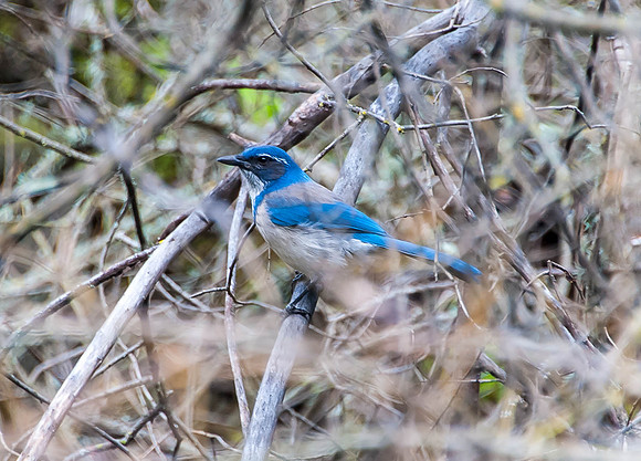 Western Scrub-jay