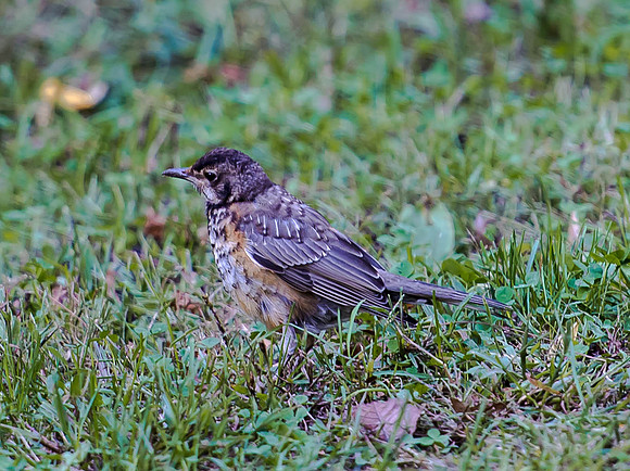 Young Robin