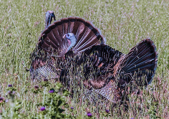 Wild Turkey