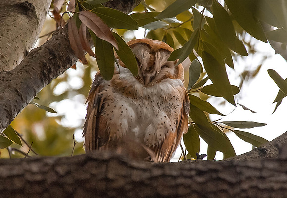 Barn Owl / Rancho San Antonio