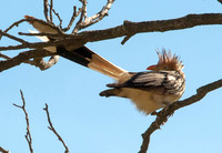 Guira Cuckoo Brazil
