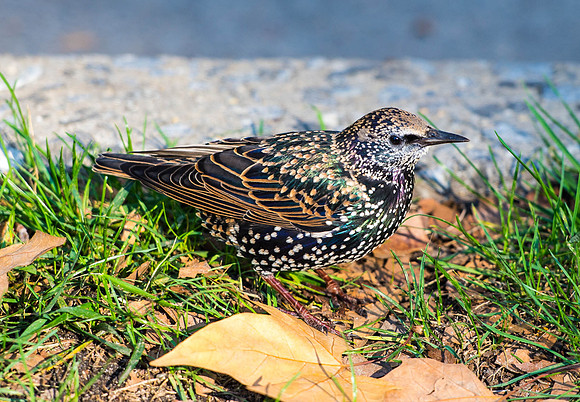 European Starling in Central Park