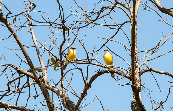 Lesser Kiskudee Brazil
