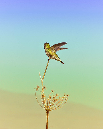 Anna's Humming Bird